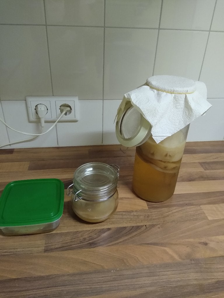 Kombucha scoby (biologisch), Ophalen, Nieuw