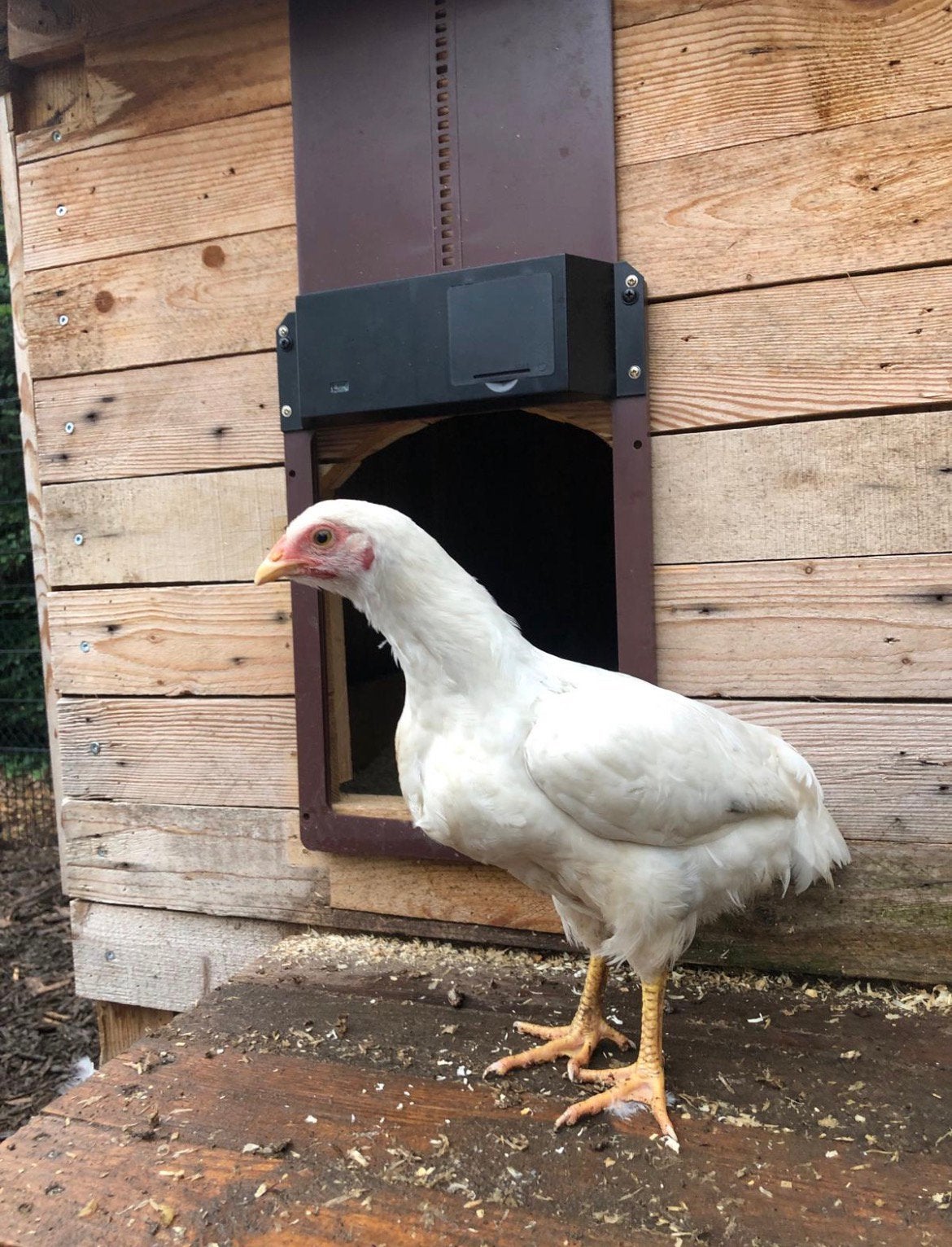 Legkippen, Dieren en Toebehoren, Pluimvee, Vrouwelijk, Kip