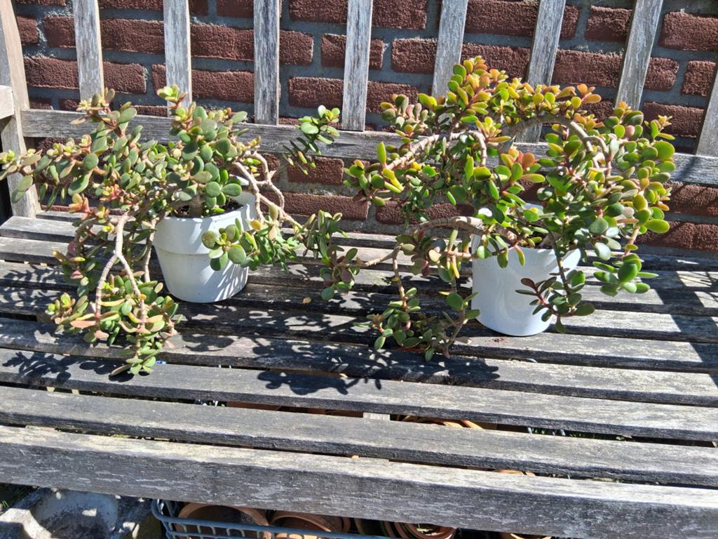 Crassula ovata Jadeplant geldboom geluksboom, Ophalen of Verzenden, Overige soorten, Volle zon