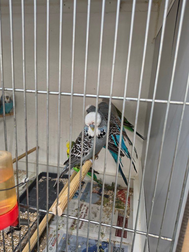 Tekoop  Engelse grasparkieten, Dieren en Toebehoren, Vogels | Parkieten en Papegaaien, Meerdere dieren, Parkiet, Geringd