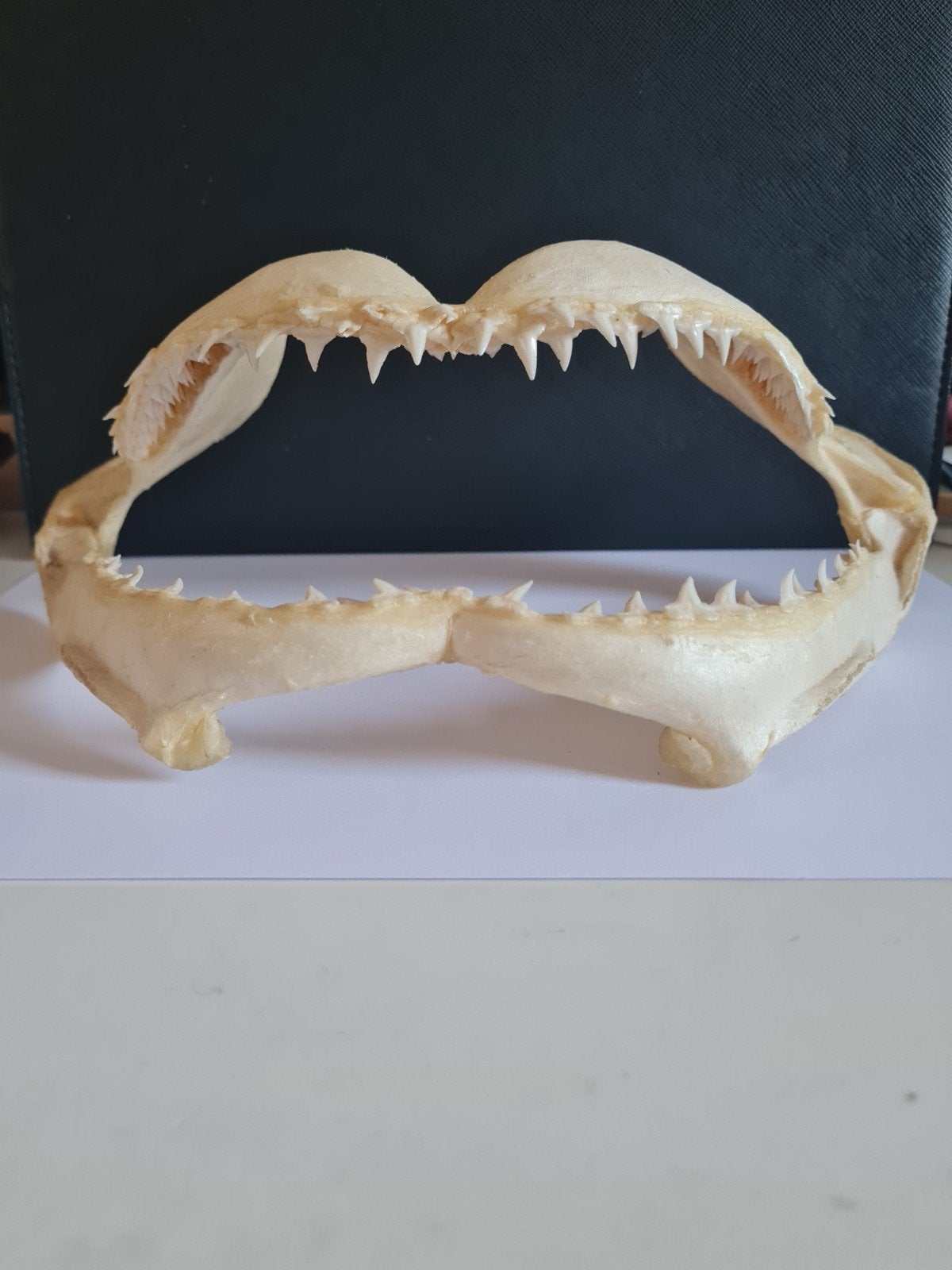 Echte haaienkaak - Uniek decoratiestuk, Verzamelen, Verzenden, Gebruikt