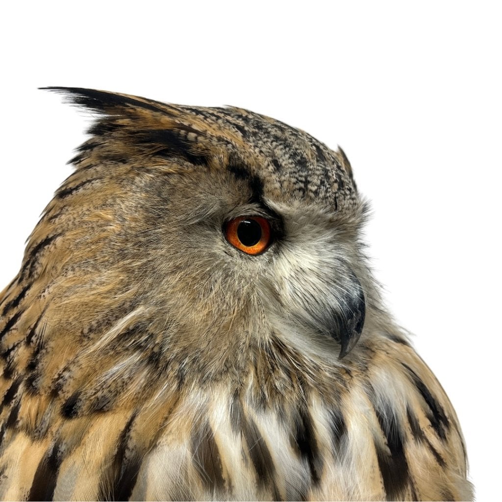 Opgezette uil - Europese oehoe, Ophalen of Verzenden, Nieuw, Vogel, Opgezet dier