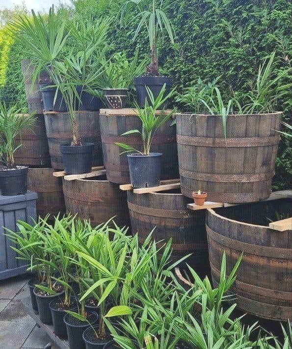 eiken whiskyvat  bloembak🌴vijvertje 🐠 plantenbak 🪴, Tuin en Terras, Bloembakken en Plantenbakken, Ophalen, Rond, Nieuw, 60 tot 100 cm