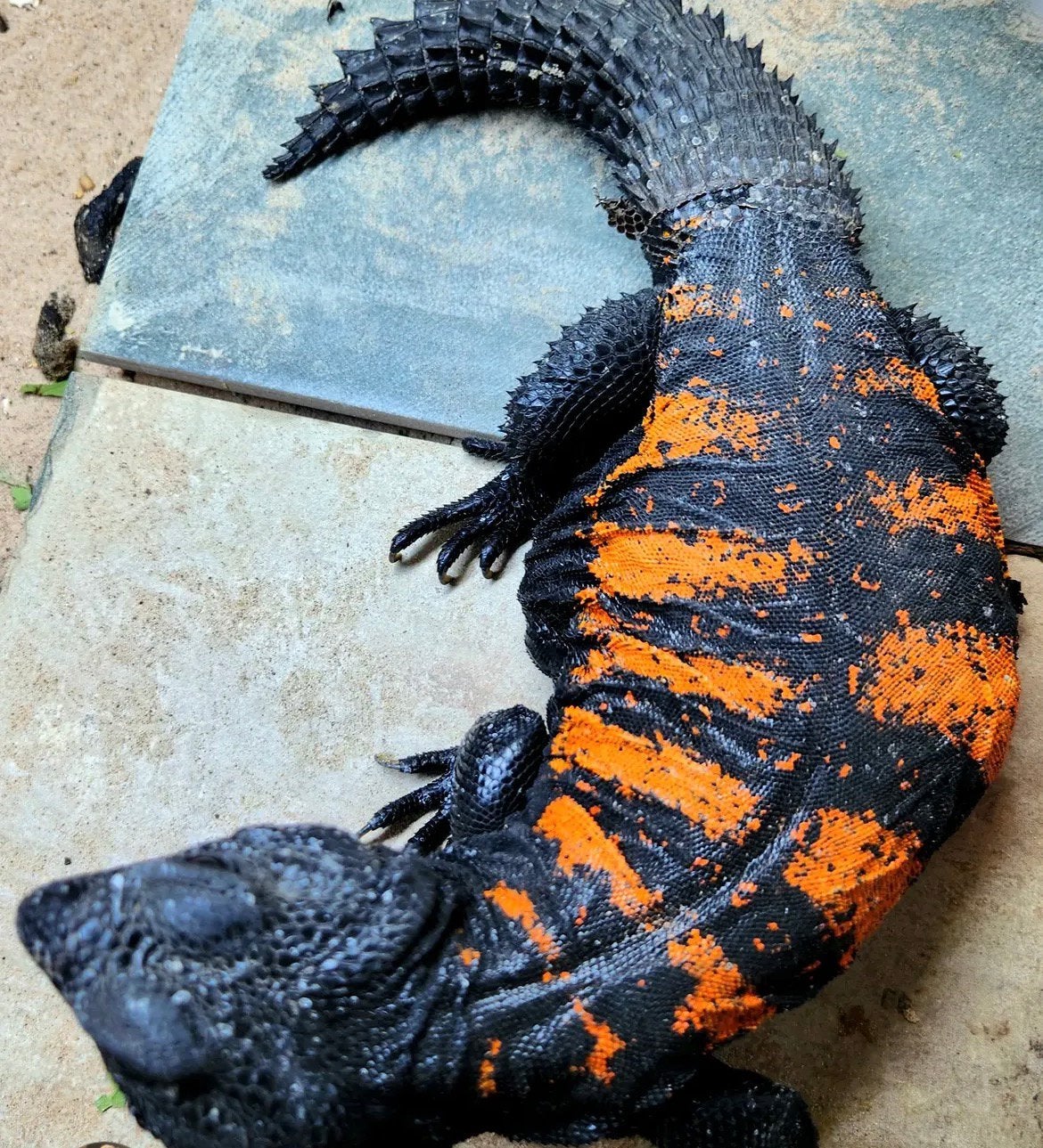 0,03 Uromastyx flavifasciata oranje 7-2025, Hagedis, 0 tot 2 jaar