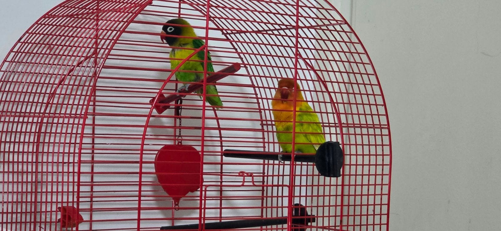 2 maskeragapornissen, Meerdere dieren, Dwergpapegaai of Agapornis