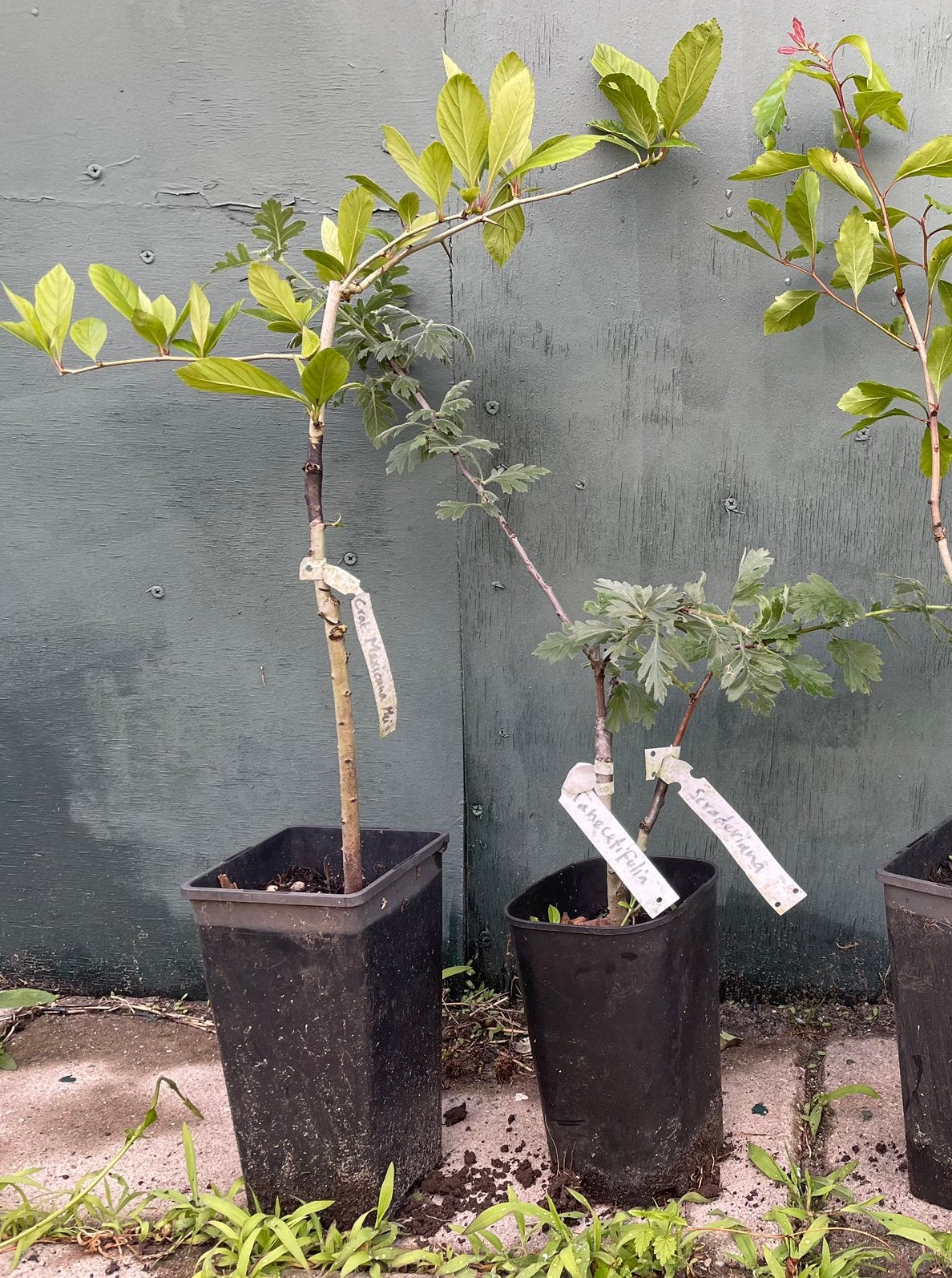 Crataegus mexicana, Ophalen of Verzenden, Minder dan 100 cm, Overige soorten, Lente