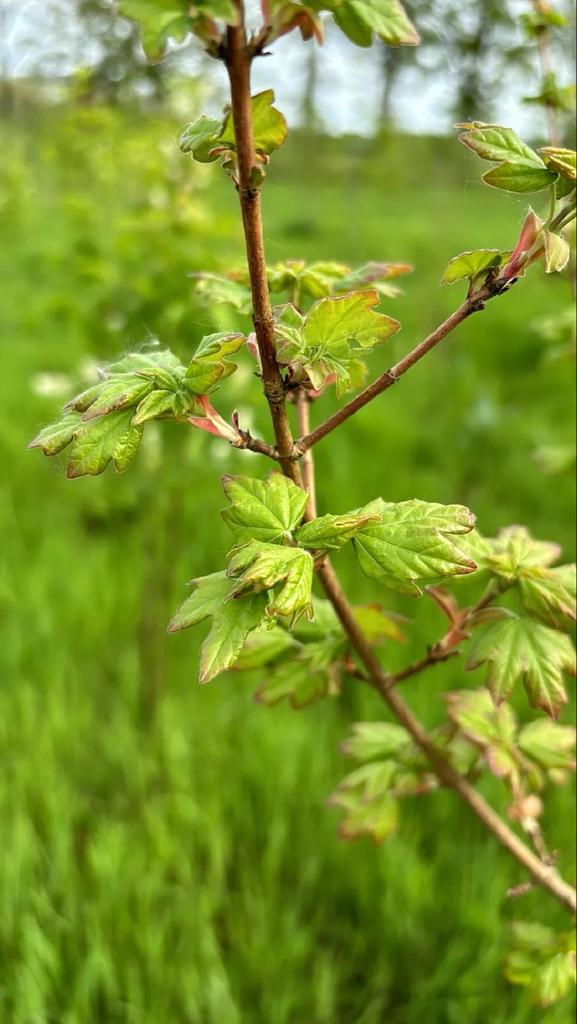Gezocht: Jonge planten voor bosplantsoen, Overige soorten, Volle zon, Vaste plant, Ophalen of Verzenden