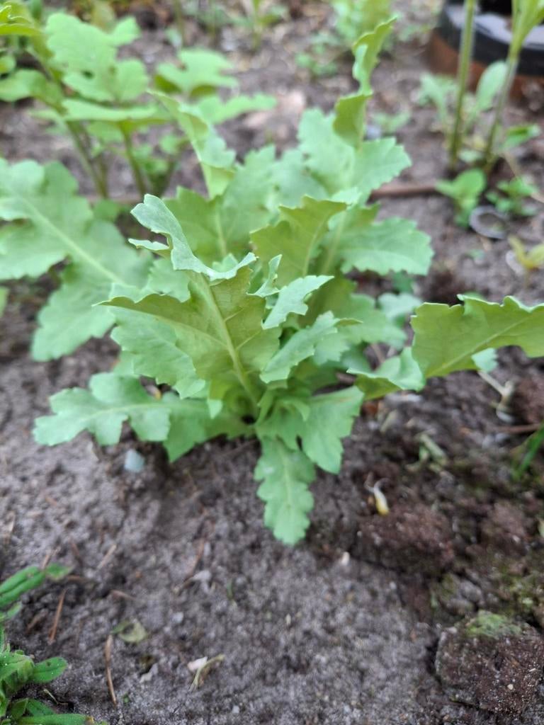 Uit de biologische moestuin: plantjes papaver rood en paars, Overige soorten, Volle zon, Eenjarig, Ophalen of Verzenden