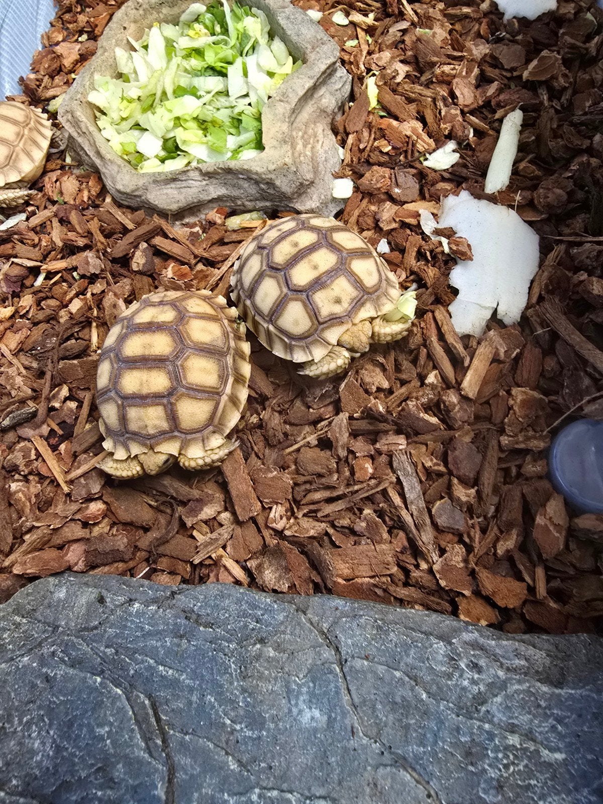 Sporenschildpadden (Centrochelys sulcata) nk2026