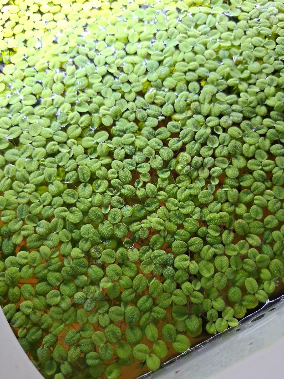 Salvinia minima (Drijfvaren), Ophalen, Nieuw, Plant(en), Steen of Hout
