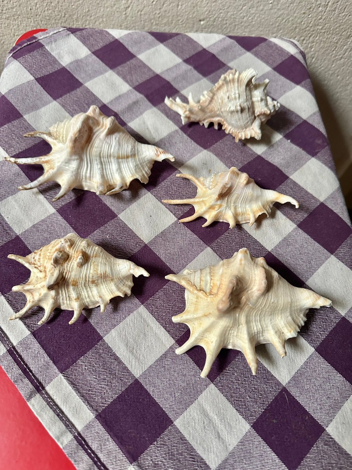 4 x Lambis en 1 x Murex schelpen, Ophalen of Verzenden, Schelp(en)