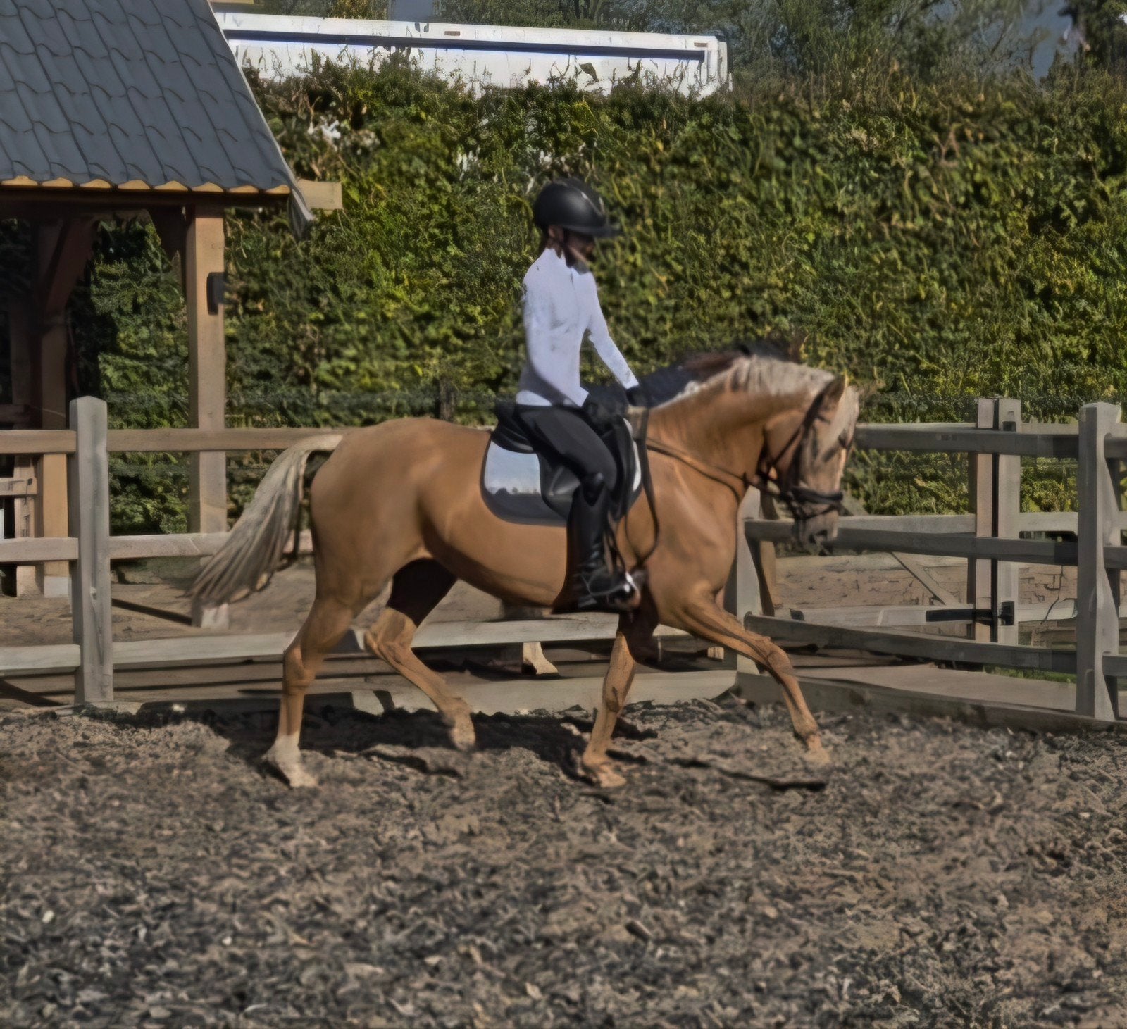 mega knappe palomino merrie d pony, Merrie, 3 tot 6 jaar, D pony (1.37m tot 1.48m), Met stamboom