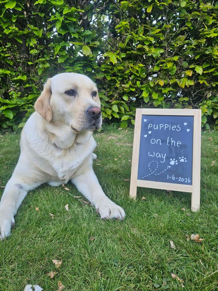 Nest aankondiging labrador pups *1 juni*, Labrador retriever, Meerdere, Meerdere dieren, 3 tot 5 jaar
