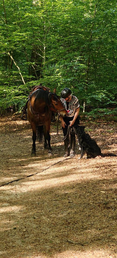 paarden, Dieren en Toebehoren, Paarden, Gechipt, Minder dan 160 cm, Ruin, Niet van toepassing