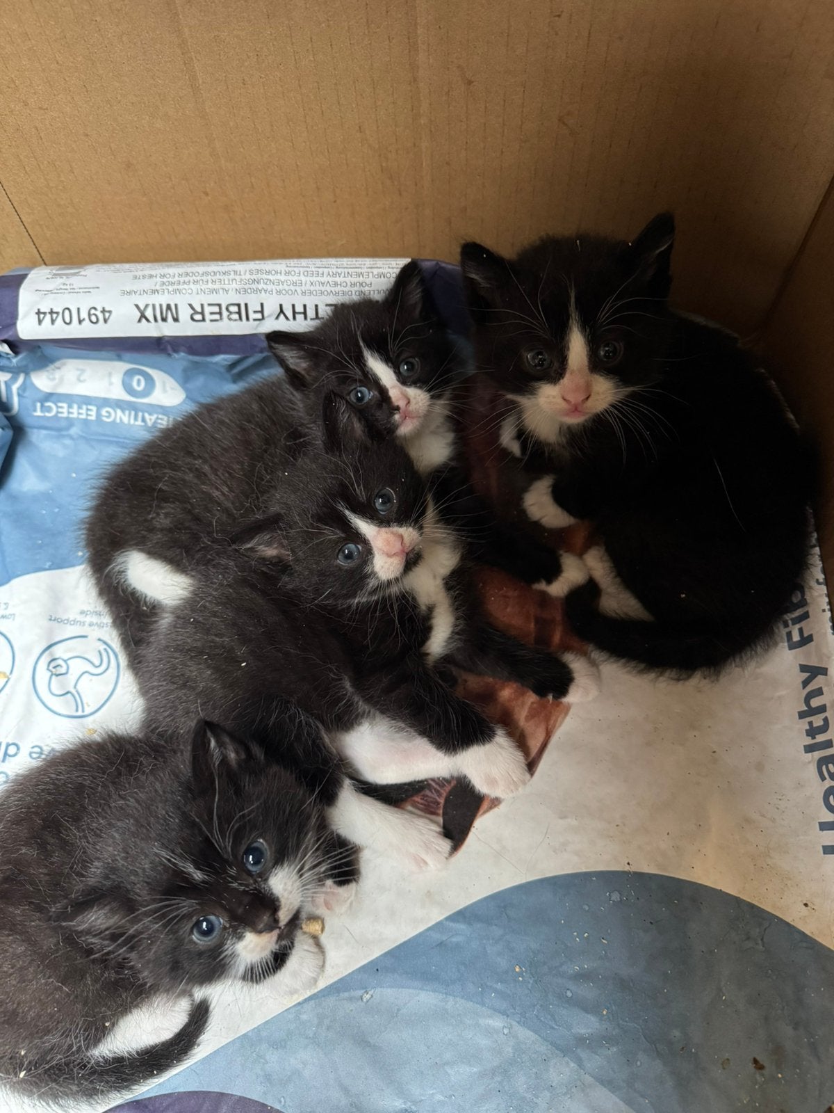 Lieve en speelse boerderij kittens, Meerdere dieren
