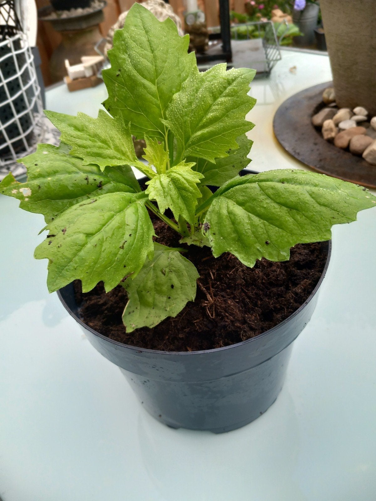 Hibiscus 🌸, Tuin en Terras, Planten | Tuinplanten, Ophalen, Overige soorten, Halfschaduw