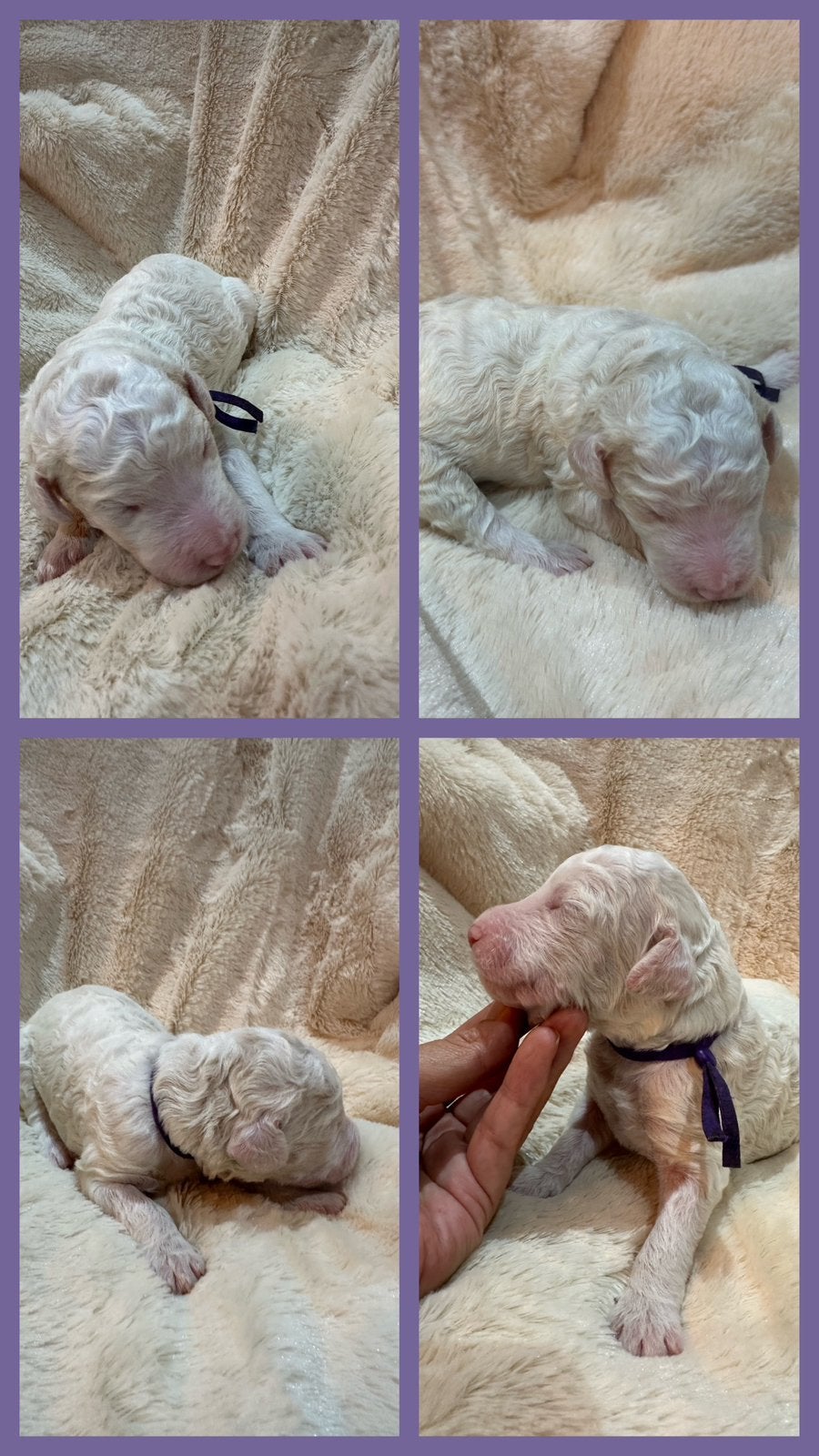 De Poedel puppys van Soof en Gohst zijn geboren., Poedel, Parvo, 8 tot 15 weken, Meerdere