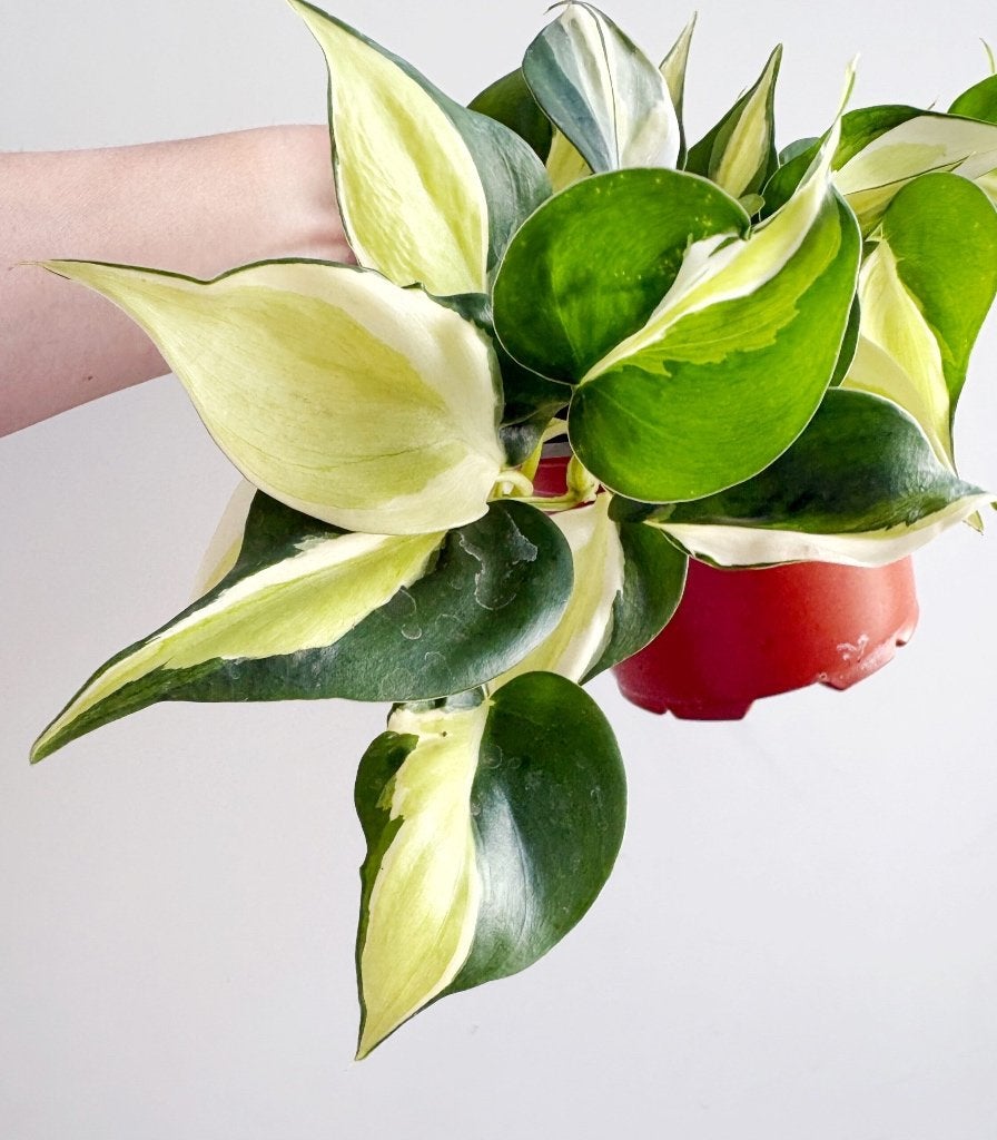 Philodendron Scandens Rio stekje, Ophalen of Verzenden, Halfschaduw, Minder dan 100 cm