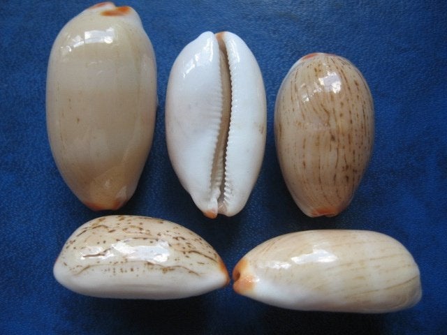 Schelpen: Cypraea isabella L. f++/gem 20-29mm, Ophalen of Verzenden, Schelp(en)