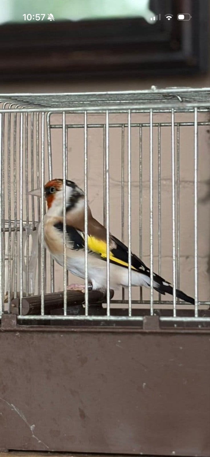 Koppel putter, Meerdere dieren, Wildzangvogel, Geringd