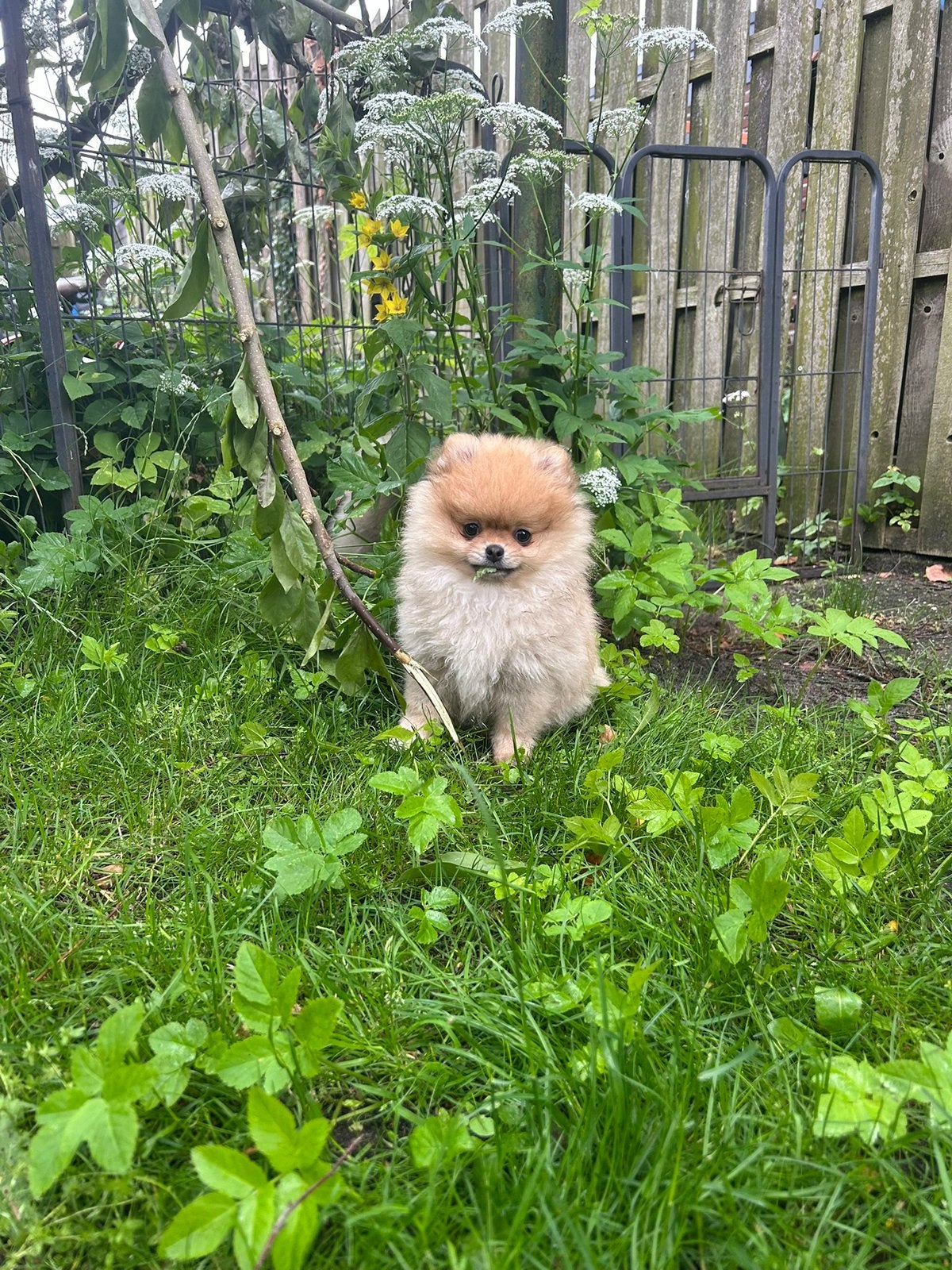 Laatste twee pomeranian/pomeriaan teefjes, Dieren en Toebehoren, Honden | Poolhonden, Keeshonden en Oertypen, Overige rassen, Meerdere