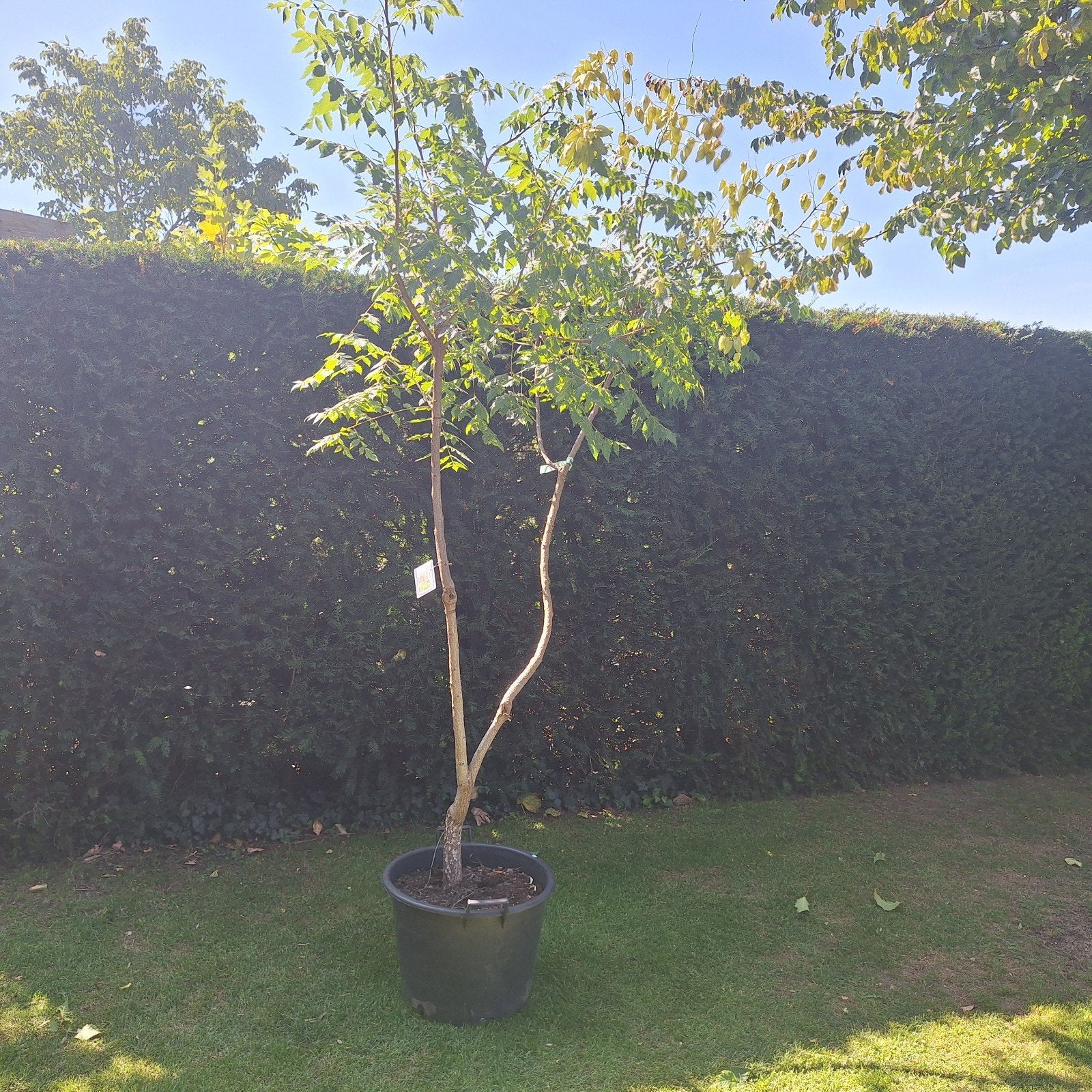 Chinese Vernisboom - Koelreuteria paniculata, Tuin en Terras, Planten | Bomen, Overige soorten, 100 tot 250 cm, Zomer, Ophalen