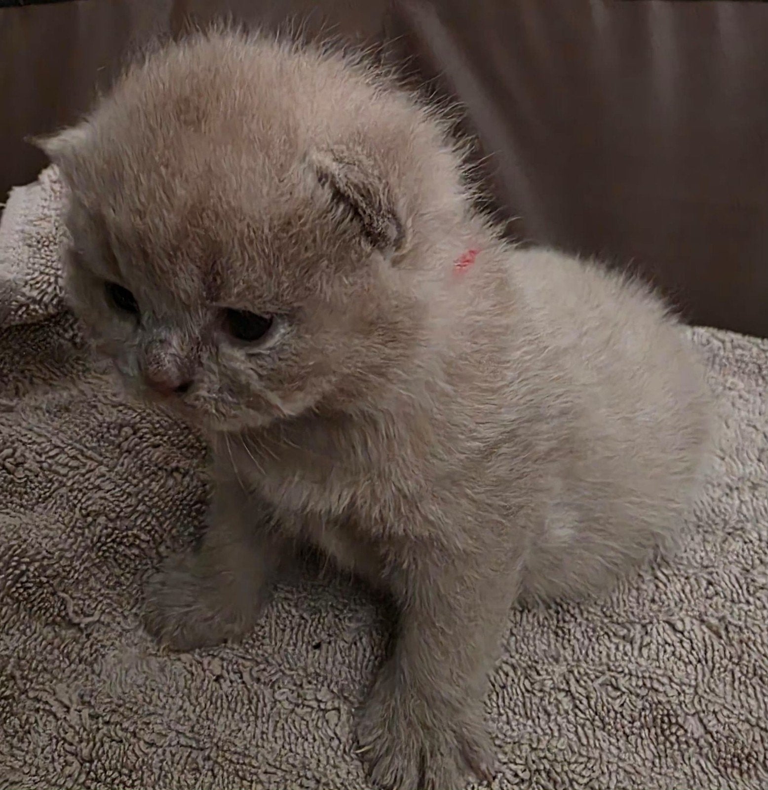 britse korthaar kittens geboren 10 sept. 2026, Poes, Ontwormd, 0 tot 2 jaar