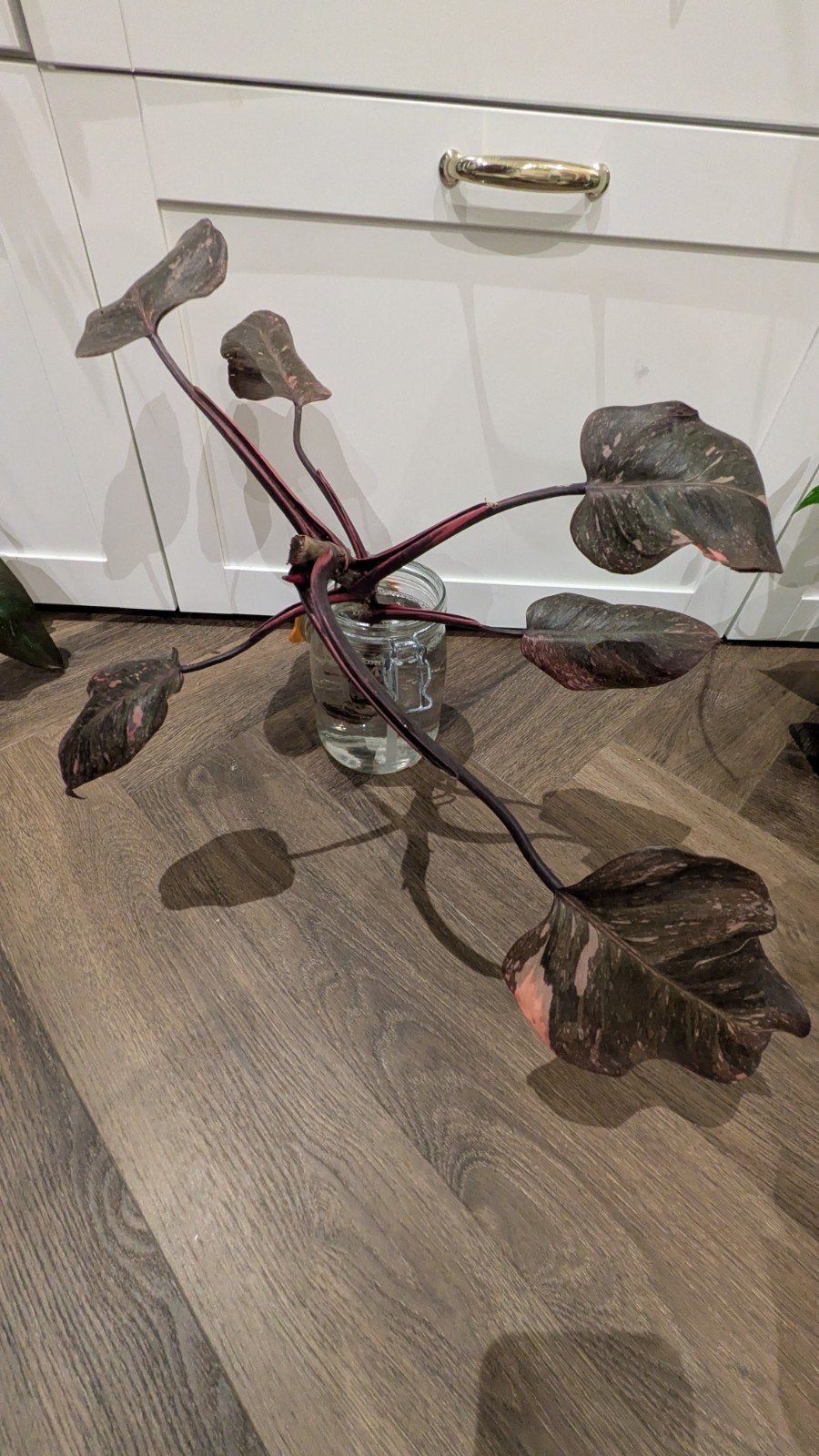 Philodendron Pink Princess cutting, Ophalen, Halfschaduw, Minder dan 100 cm