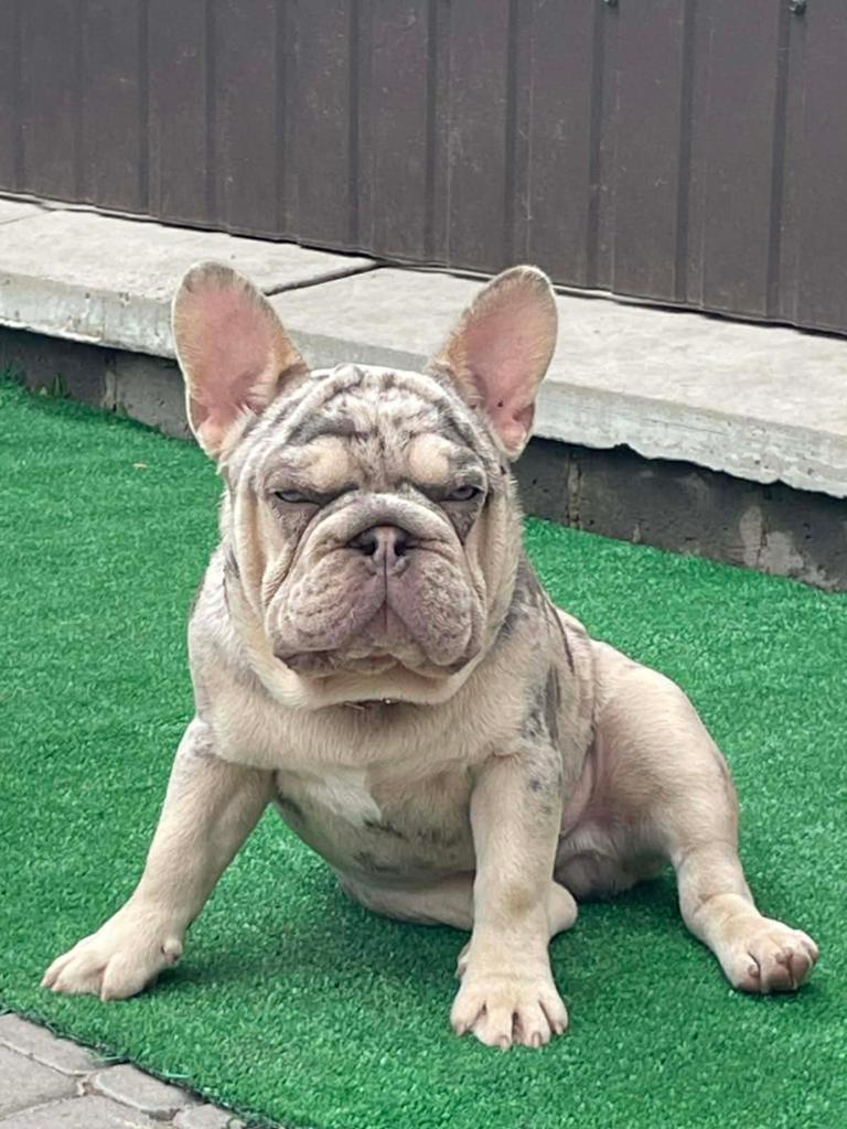 Fluffy Big rope Franse bulldog, Dieren en Toebehoren, Honden | Bulldogs, Pinschers en Molossers, Reu, Bulldog, Particulier, Eén hond