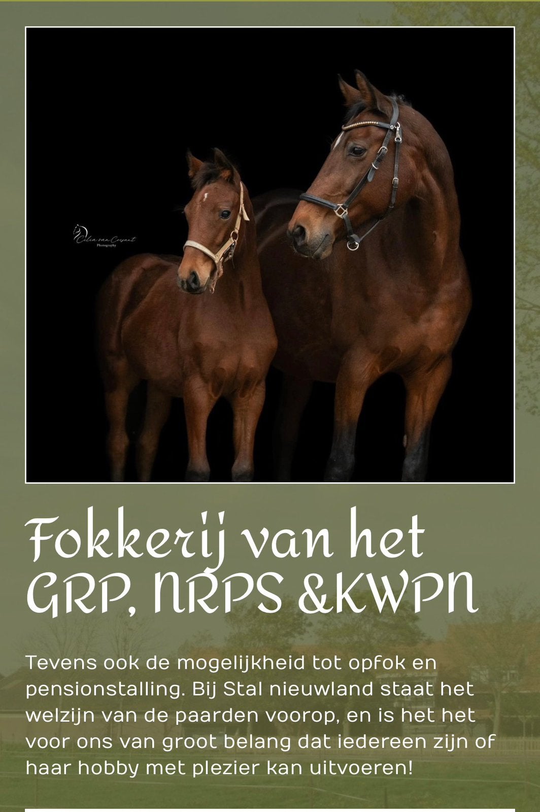 PONYBOXEN VRIJ – STAL NIEUWLAND WIJDEWORMER, Dieren en Toebehoren, Weidegang