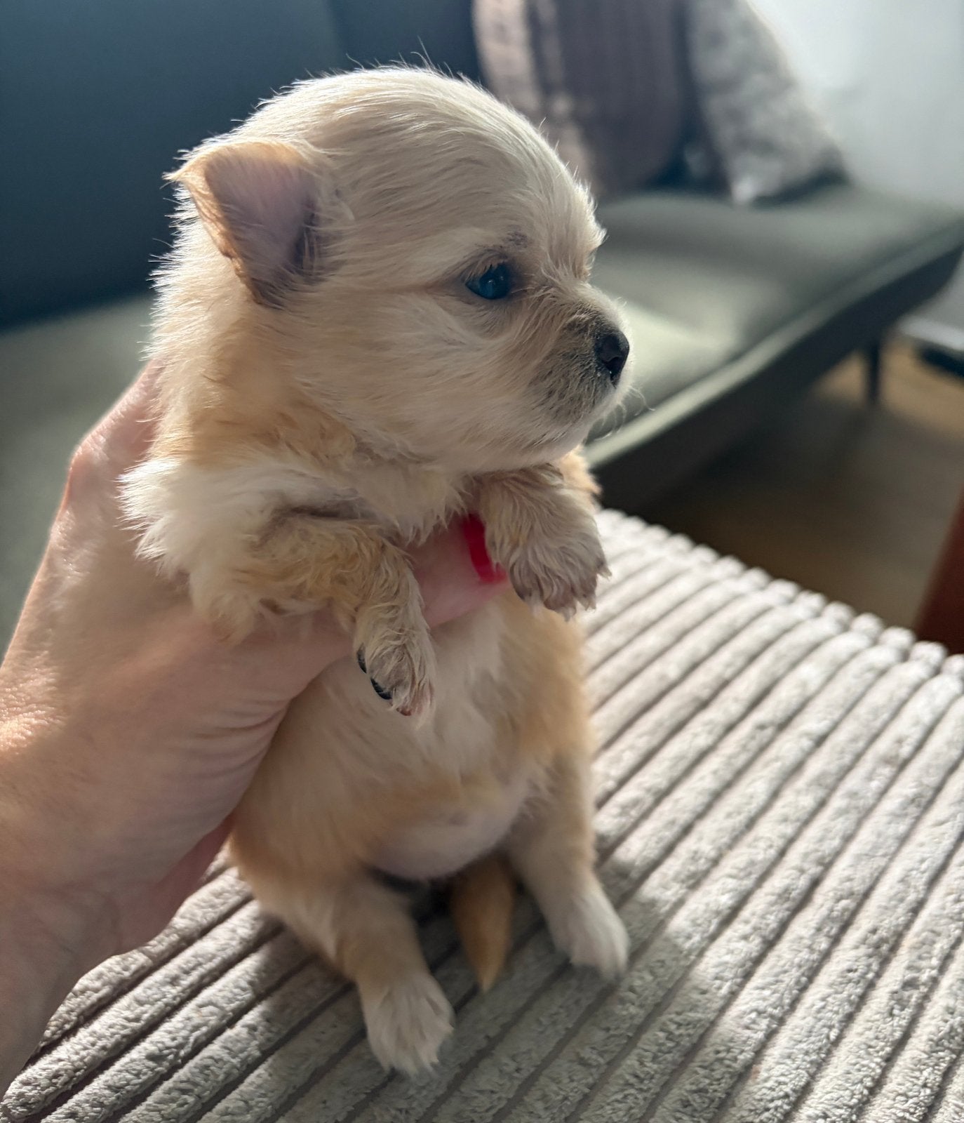 Chihuahua x pomeriaan pup. POMCHI. Abrikoos kleurig., Dieren en Toebehoren, Parvo, Reu, 8 tot 15 weken, Meerdere