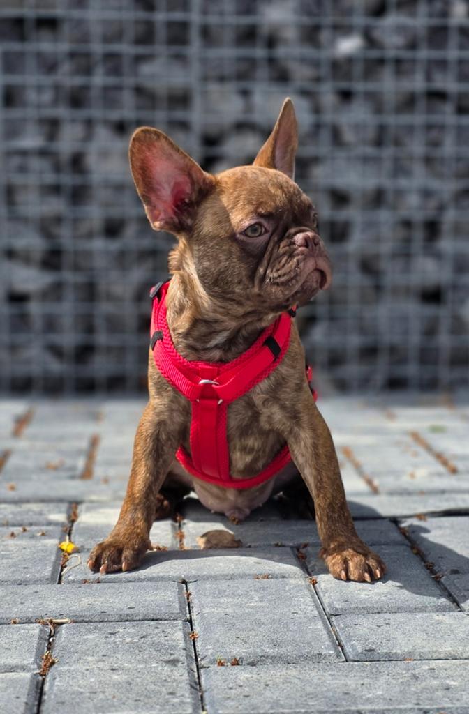💙 Super leuke X franse bulldog reu pup choco brindl 💙, Parvo, Reu, 8 tot 15 weken, Bulldog