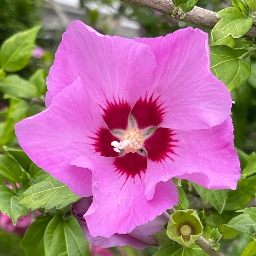 Zaden hibiscus roze (Hibiscus syriacus 'Woodbridge'), Ophalen of Verzenden, Najaar, Volle zon, Zaad