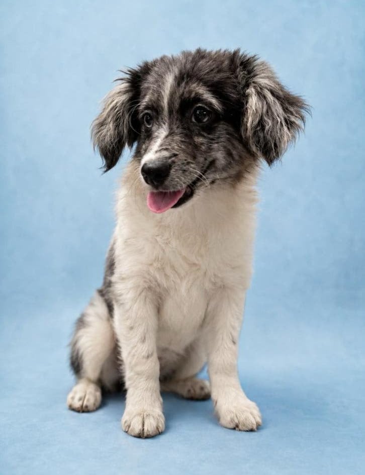 Boomer x pomeriaan pups, 8 tot 15 weken, Meerdere, Meerdere dieren, Klein
