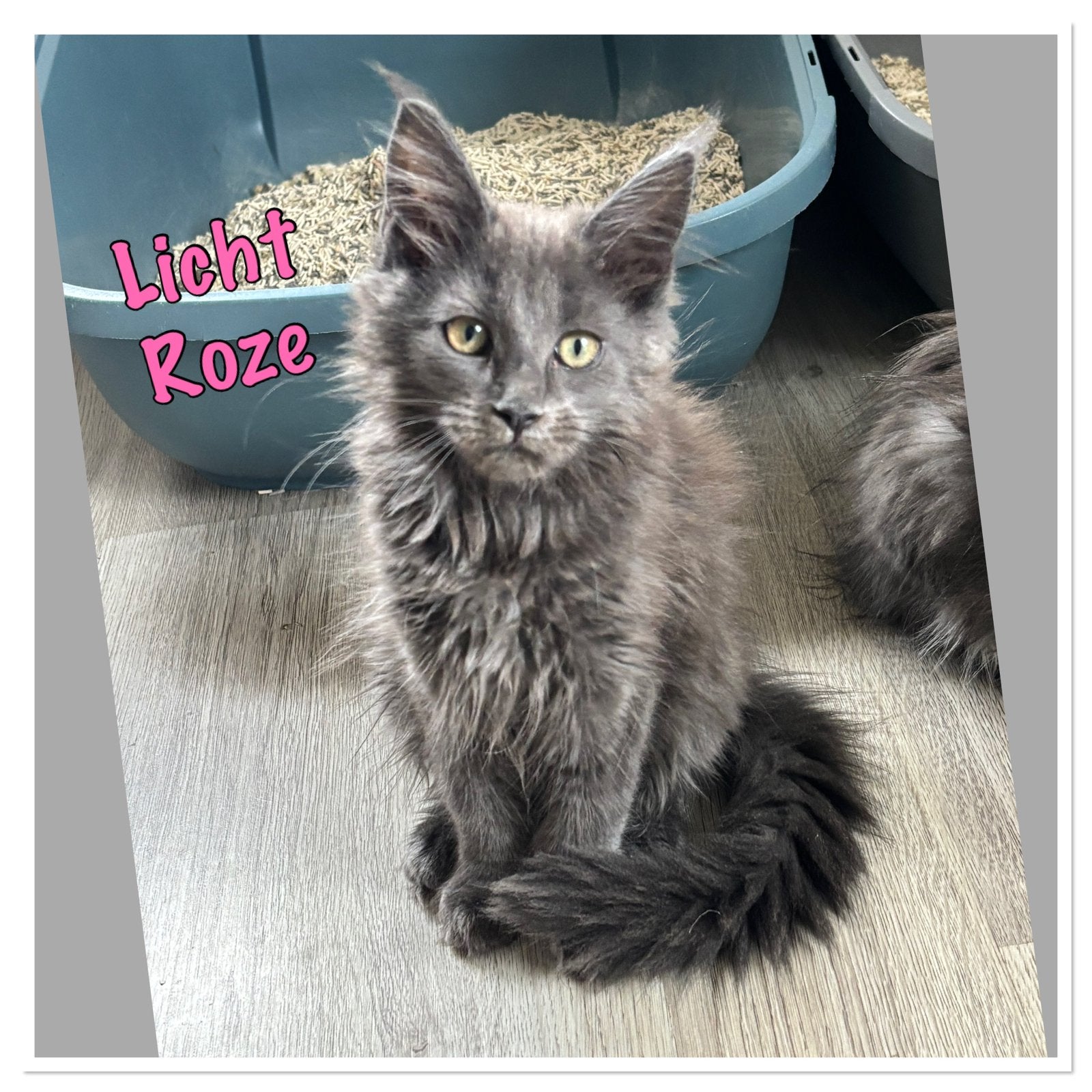 Lief en sociaal poesje zoekt huisje, Poes, Gechipt, 0 tot 2 jaar