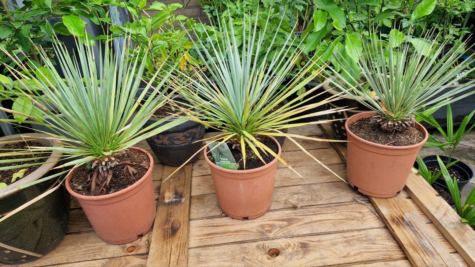 Yucca rostrata - Blauwe Yucca winterhard -18gr, Overige soorten, Volle zon, Vaste plant, Ophalen of Verzenden