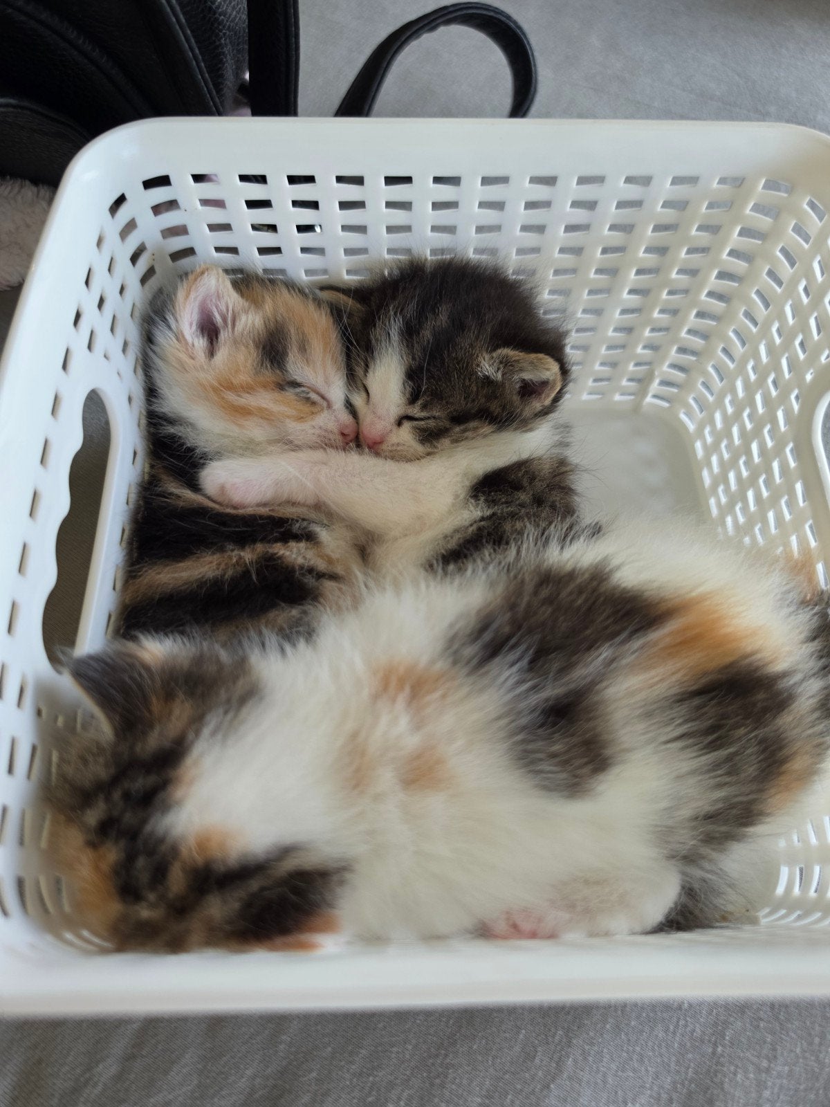 Prachtige half ragdoll kittens, Dieren en Toebehoren, Meerdere dieren, Ontwormd, 0 tot 2 jaar