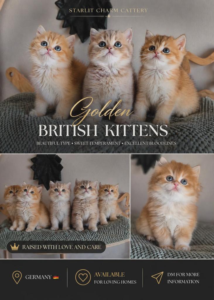Prachtige BKH/BLH kittens – golden kleuren – met stamboom, Meerdere dieren, Met stamboom, 0 tot 2 jaar