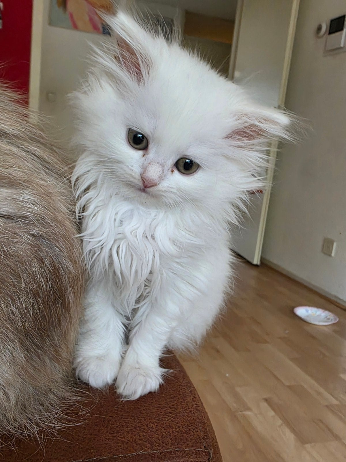 perzische kittens