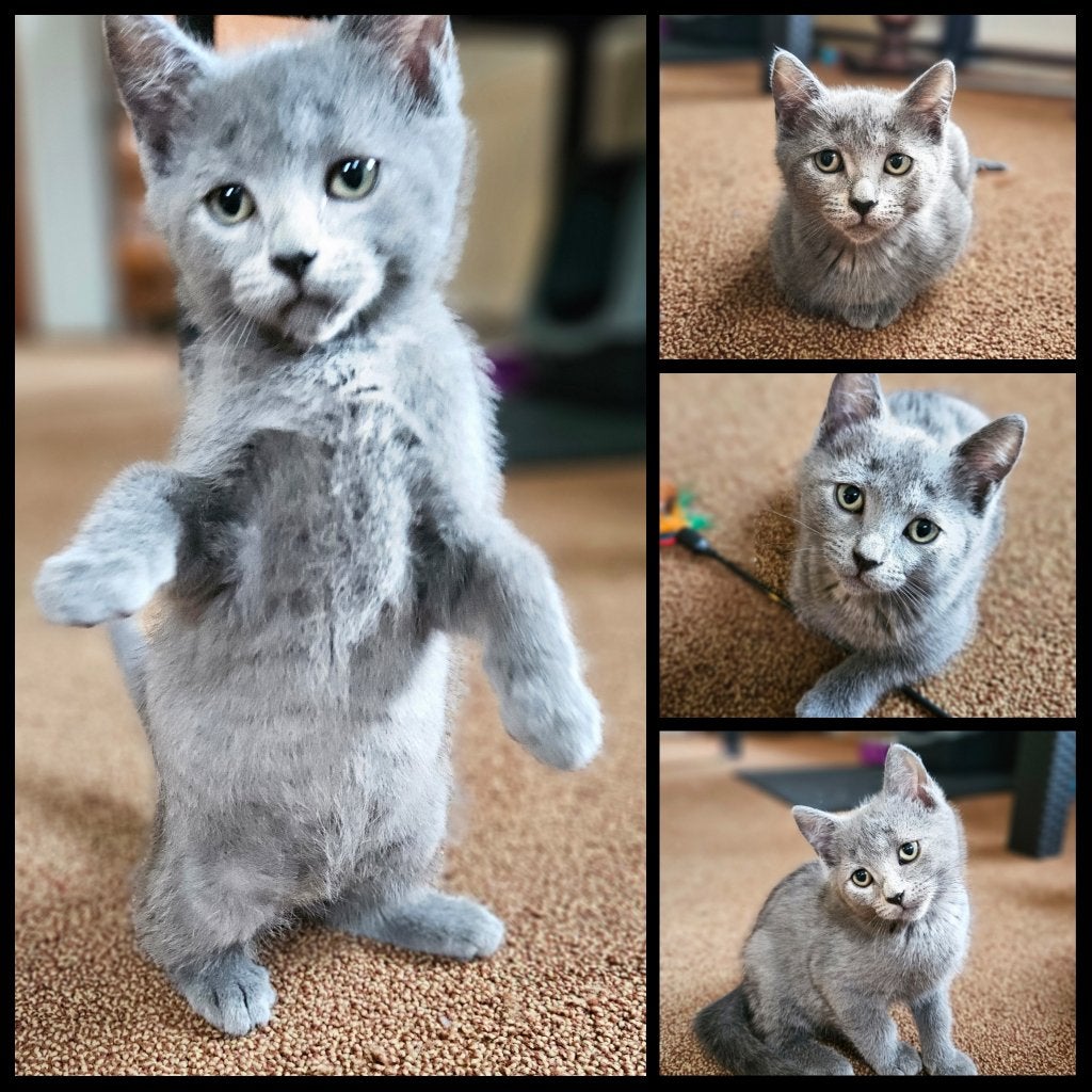 Britse korthaar / Blauwe Rus kittens. Erg lief., Meerdere dieren, Ontwormd, 0 tot 2 jaar