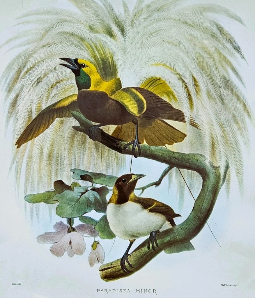 Foto 2 van Grote ingelijste prent "Paradisaea Minor"
