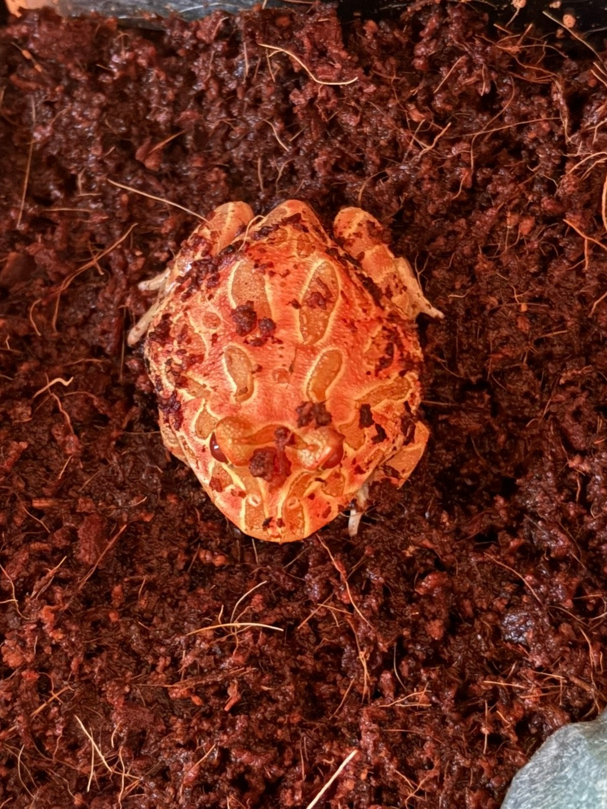 Pacman kikker apricot, Amfibie, Met terrarium, 0 tot 2 jaar