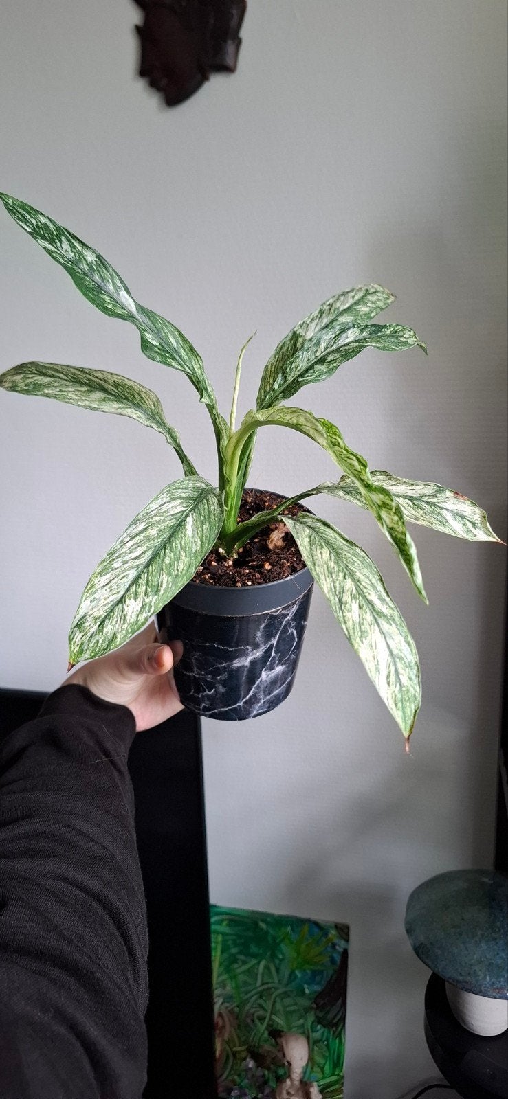 Prachtige Aglaonema 'Silver Bay' kamerplant, Ophalen, Halfschaduw, Minder dan 100 cm