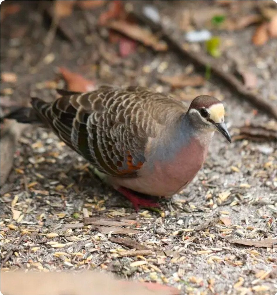 Bronsvleugelduiven, Meerdere dieren