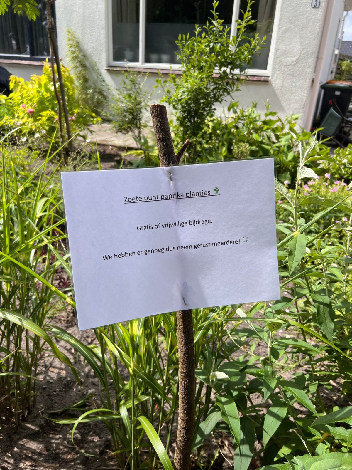 Zoete punt paprika & witte bos aardbei plantjes, Tuin en Terras, Planten | Tuinplanten, Ophalen, Eenjarig, Groenteplanten, Volle zon