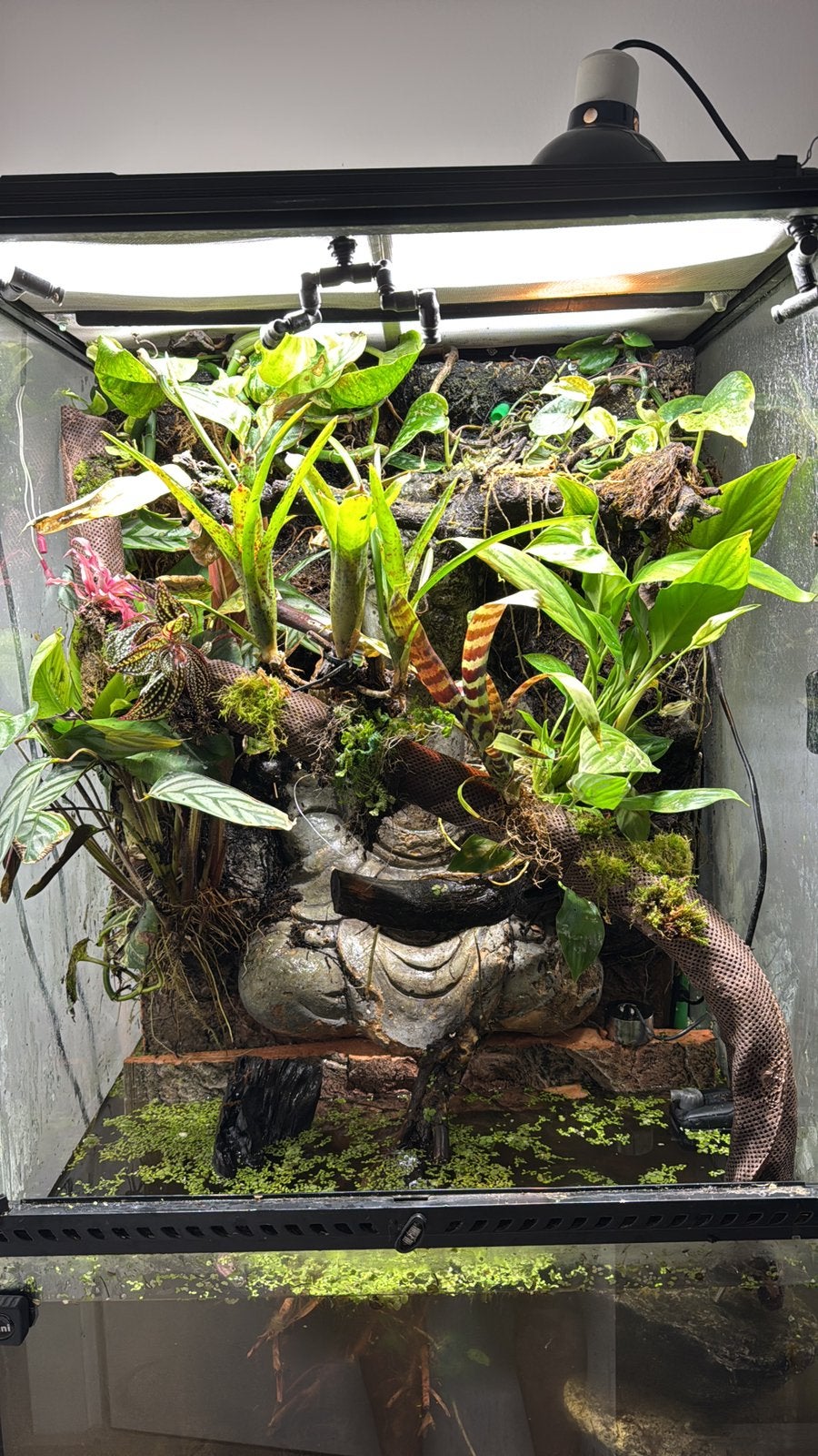 Exo terra paludarium 60x40x90, Ophalen of Verzenden, Zo goed als nieuw