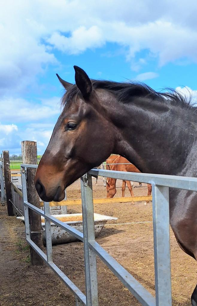 2 jarige merrie livius x rhodium, Merrie, Met stamboom, Dressuurpaard, 0 tot 2 jaar