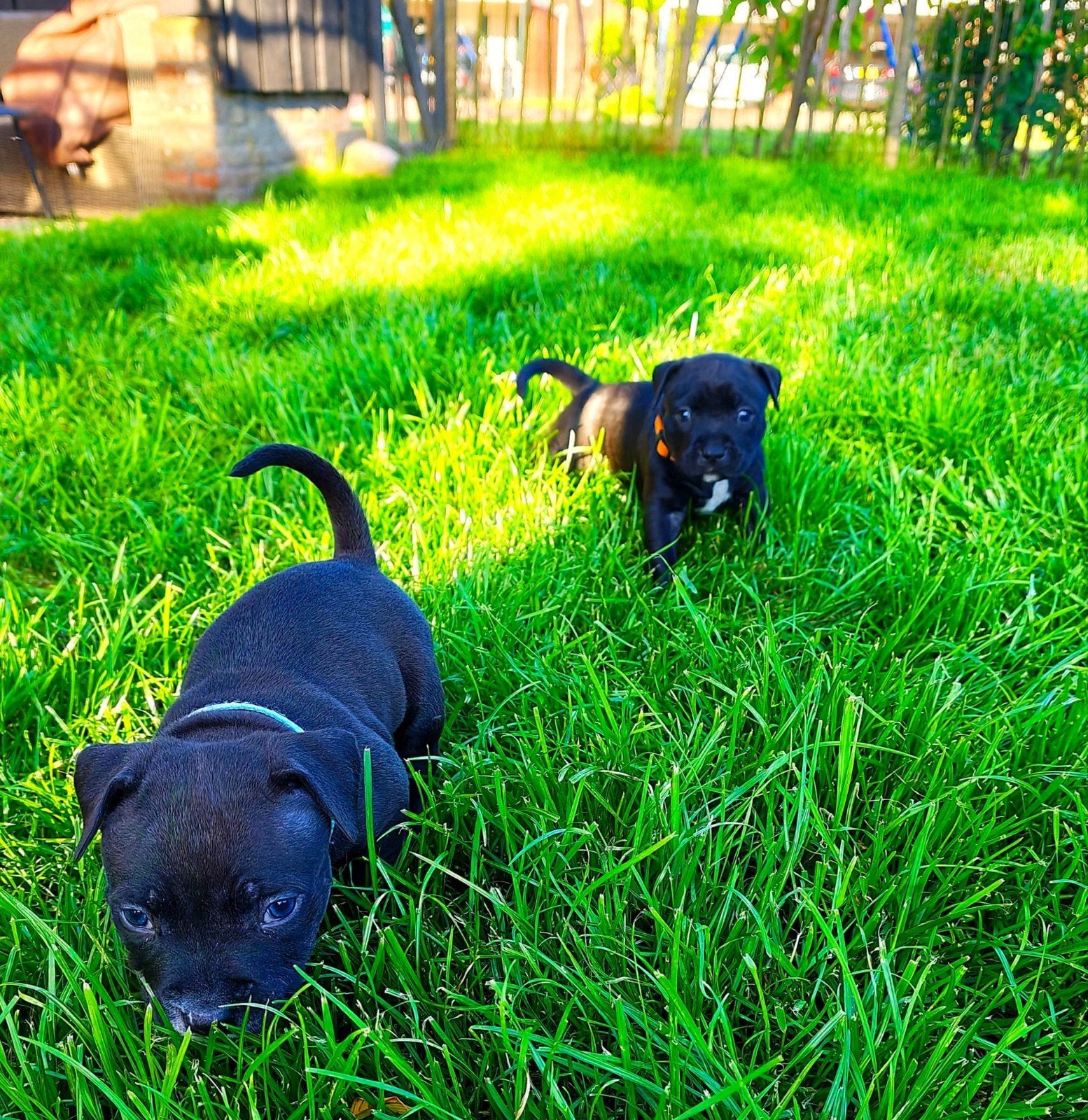 Pocket bully/ standaard bully pups, Dieren en Toebehoren, 8 tot 15 weken, Bulldog, Meerdere, Meerdere dieren