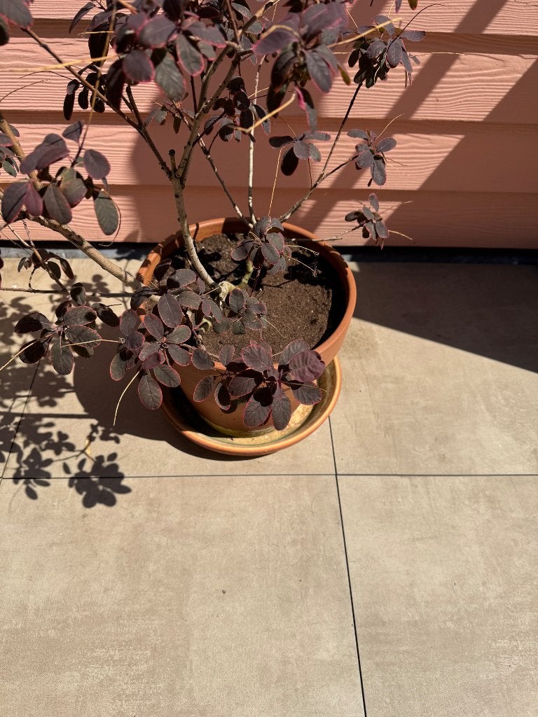 Planten, Tuin en Terras, Ophalen, Vaste plant, Overige soorten, Volle zon