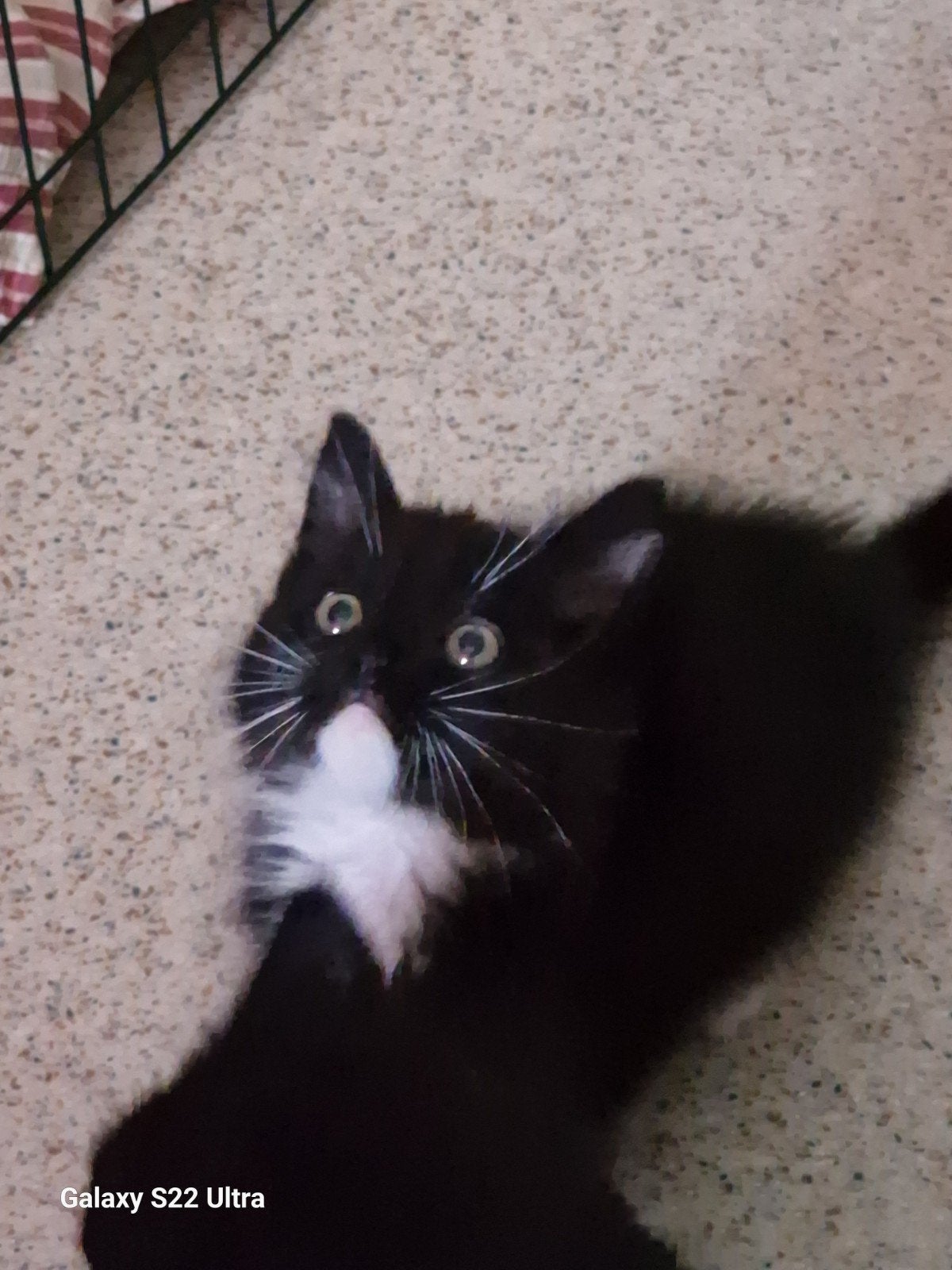 Siberishe poesje kitten, Dieren en Toebehoren, Katten en Kittens | Raskatten | Langhaar, Poes, Ontwormd, 0 tot 2 jaar